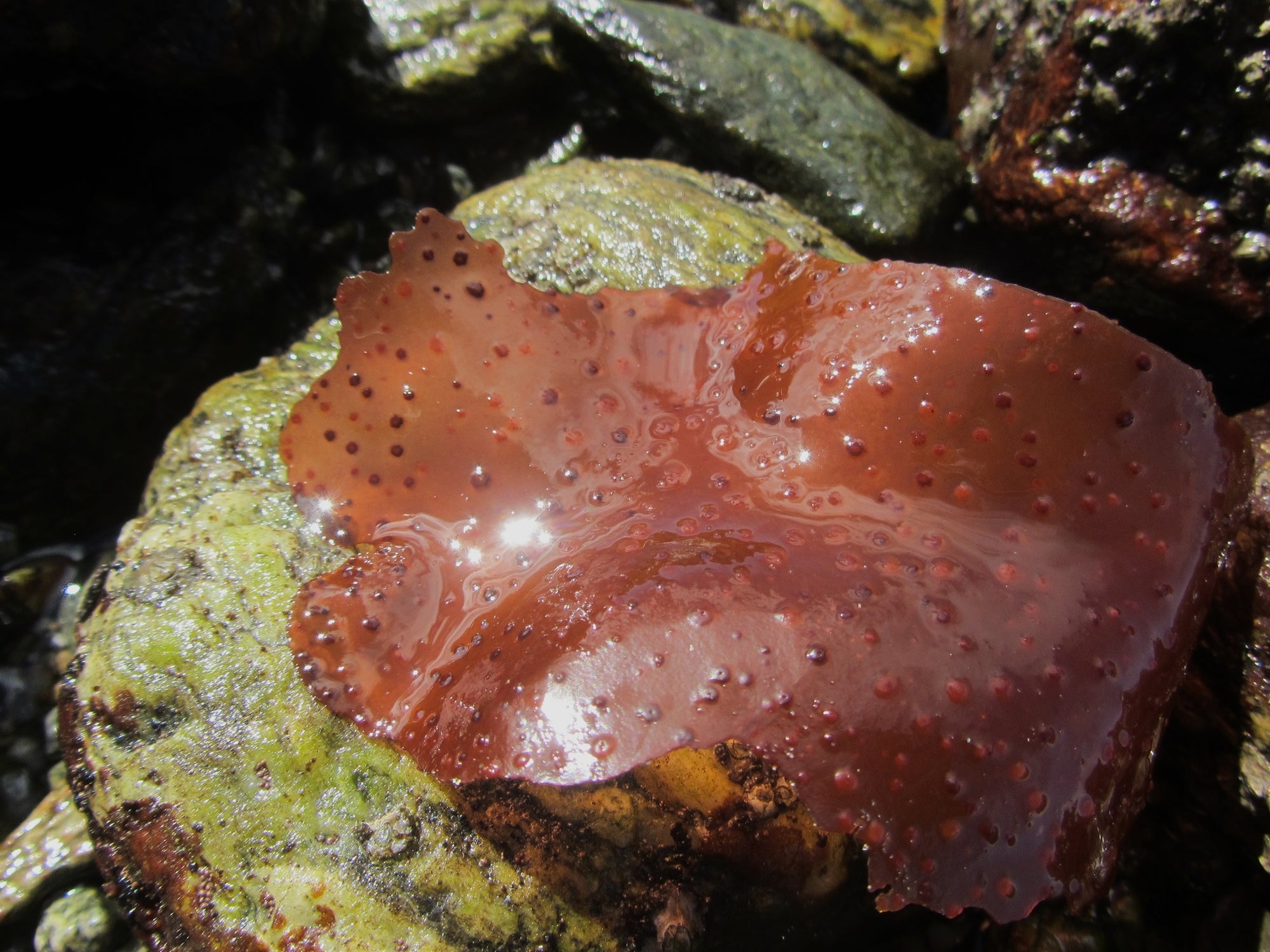 Descubre el Alga Roja: Un tesoro de la antártica para tu piel
